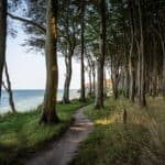sea, beach, trees, nature, coast, path, trail, coastline, water, landscape, coastal forest, rügen, baltic sea