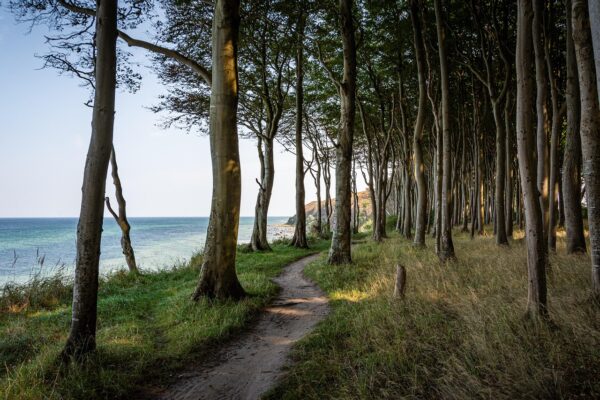 sea, beach, trees, nature, coast, path, trail, coastline, water, landscape, coastal forest, rügen, baltic sea