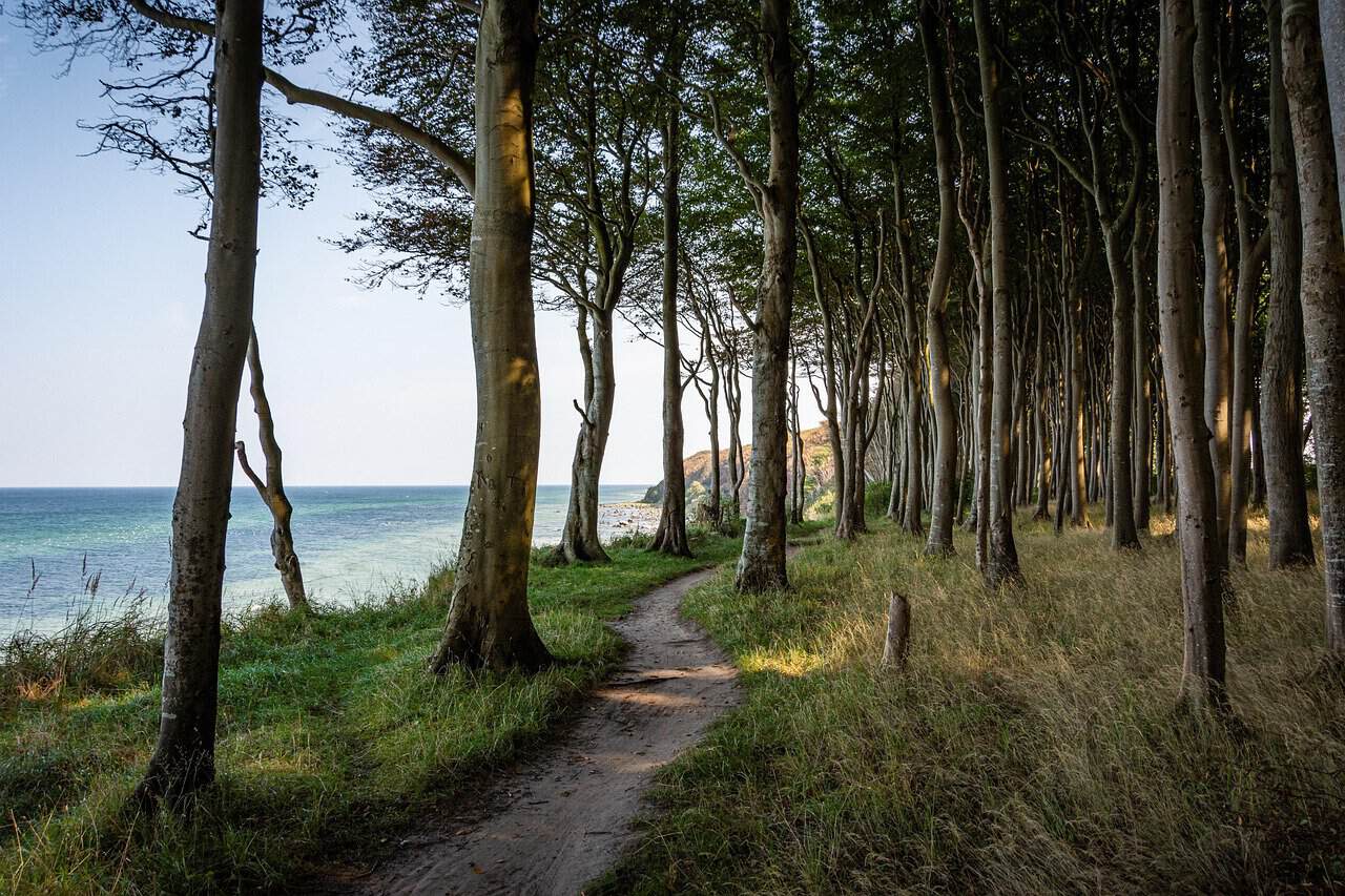 Malerischer Küstenwald auf Rügen